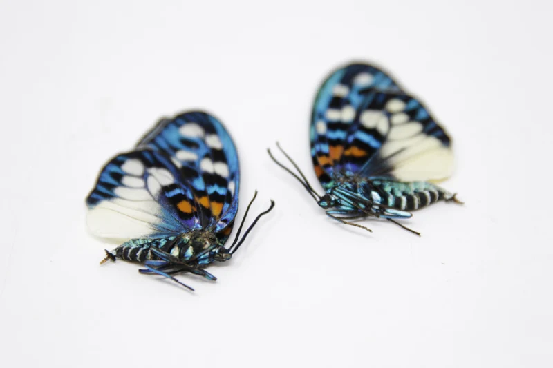 TWO (2) Erasmia pulchera | Thai Day-flying Moths | Dry-preserved specimens