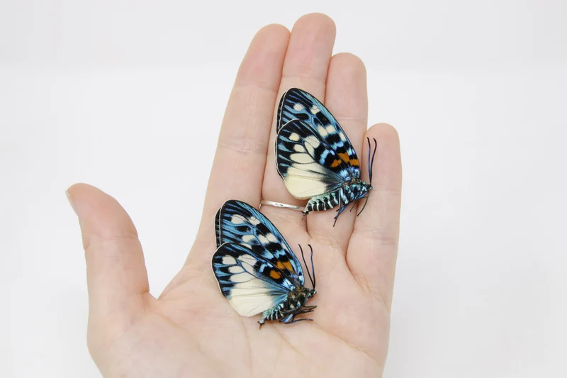 TWO (2) Erasmia pulchera | Thai Day-flying Moths | Dry-preserved specimens