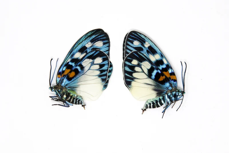 TWO (2) Erasmia pulchera | Thai Day-flying Moths | Dry-preserved specimens