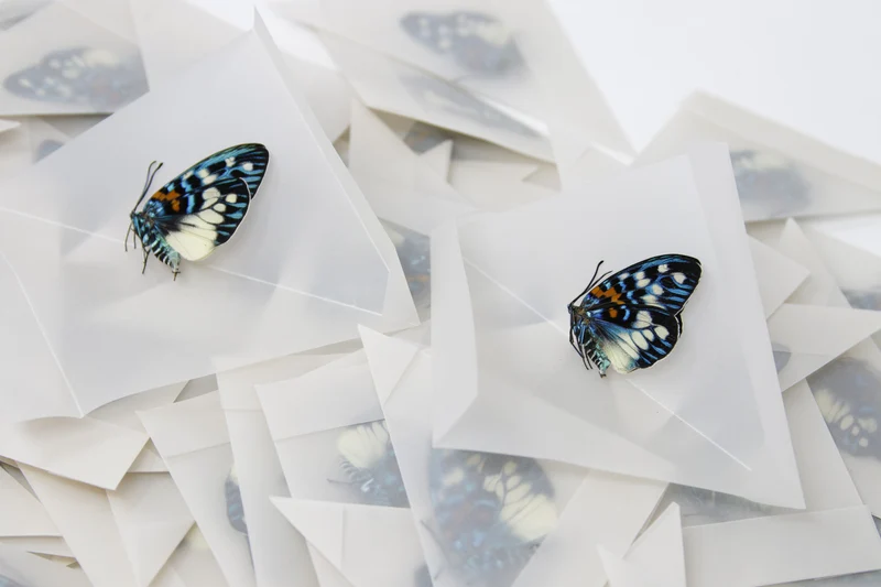 TWO (2) Erasmia pulchera | Thai Day-flying Moths | Dry-preserved specimens