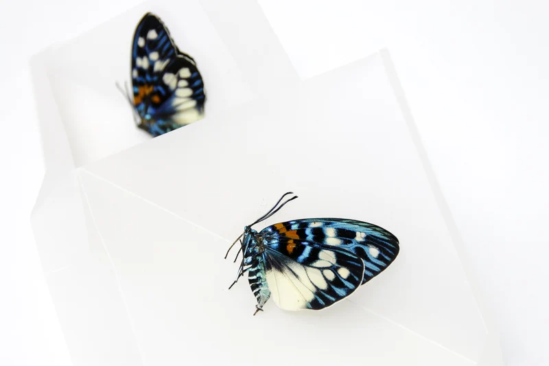 TWO (2) Erasmia pulchera | Thai Day-flying Moths | Dry-preserved specimens