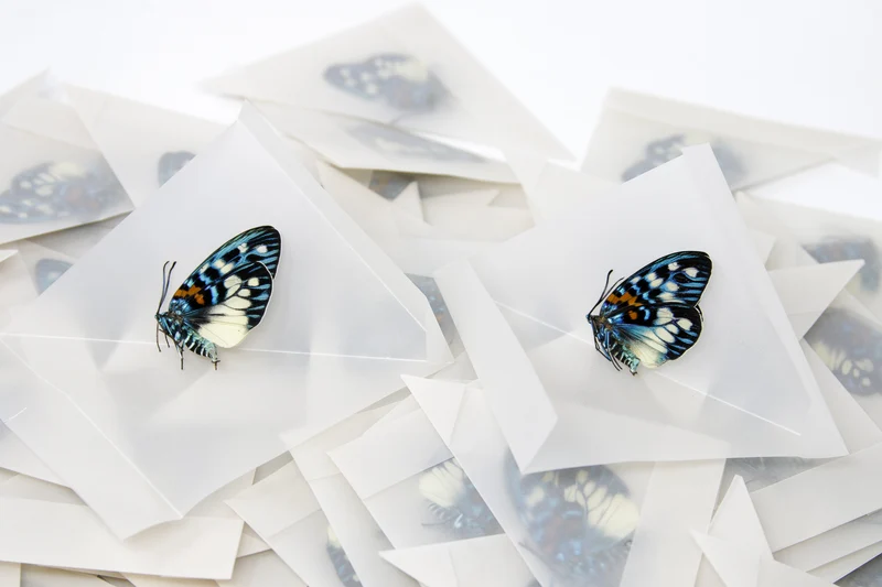 TWO (2) Erasmia pulchera | Thai Day-flying Moths | Dry-preserved specimens