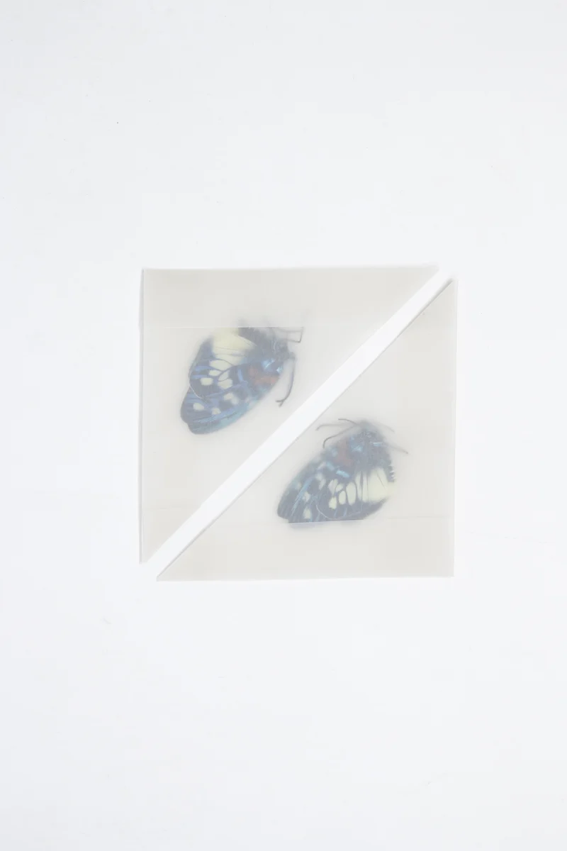 TWO (2) Erasmia pulchera | Thai Day-flying Moths | Dry-preserved specimens