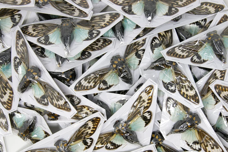 Blue Cicadas Unmounted | Tosena splendida A1 Wings Spread 100mm