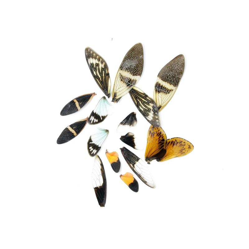 50 Loose Cicada Wings | Assorted Natural Insect Wings for Art & Taxidermy