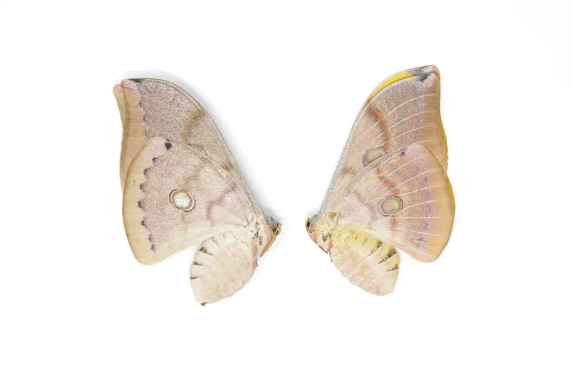Two (2) Thai Oak Silkmoth (Antheraea frithi) Unmounted Saturnidae Moth Specimens