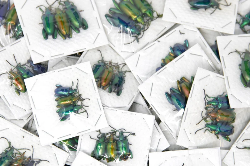 Sagra longicollis | Frog-leg Beetle | Wholesale Pack of 30 | A1 Unmounted Dry-Preserved Specimens