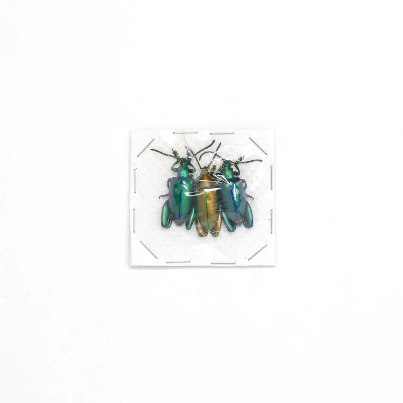 Sagra longicollis | Frog-leg Beetle | Wholesale Pack of 30 | A1 Unmounted Dry-Preserved Specimens