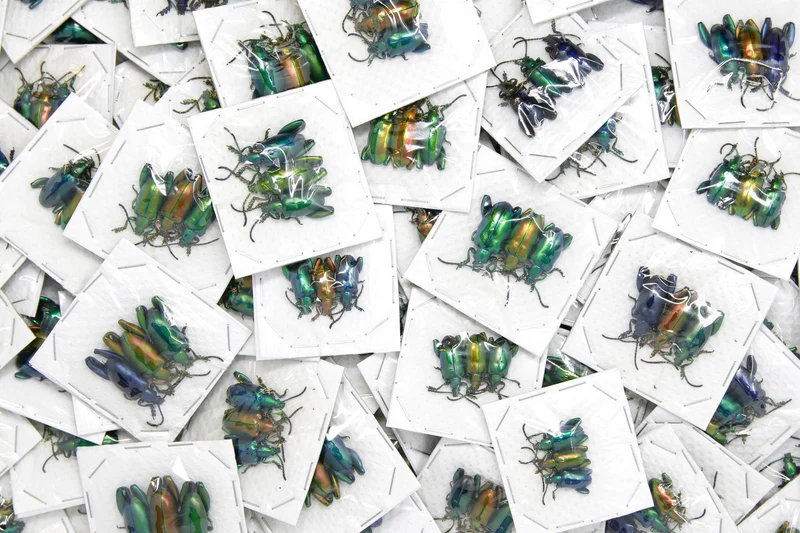 Sagra longicollis | Frog-leg Beetle | Wholesale Pack of 30 | A1 Unmounted Dry-Preserved Specimens