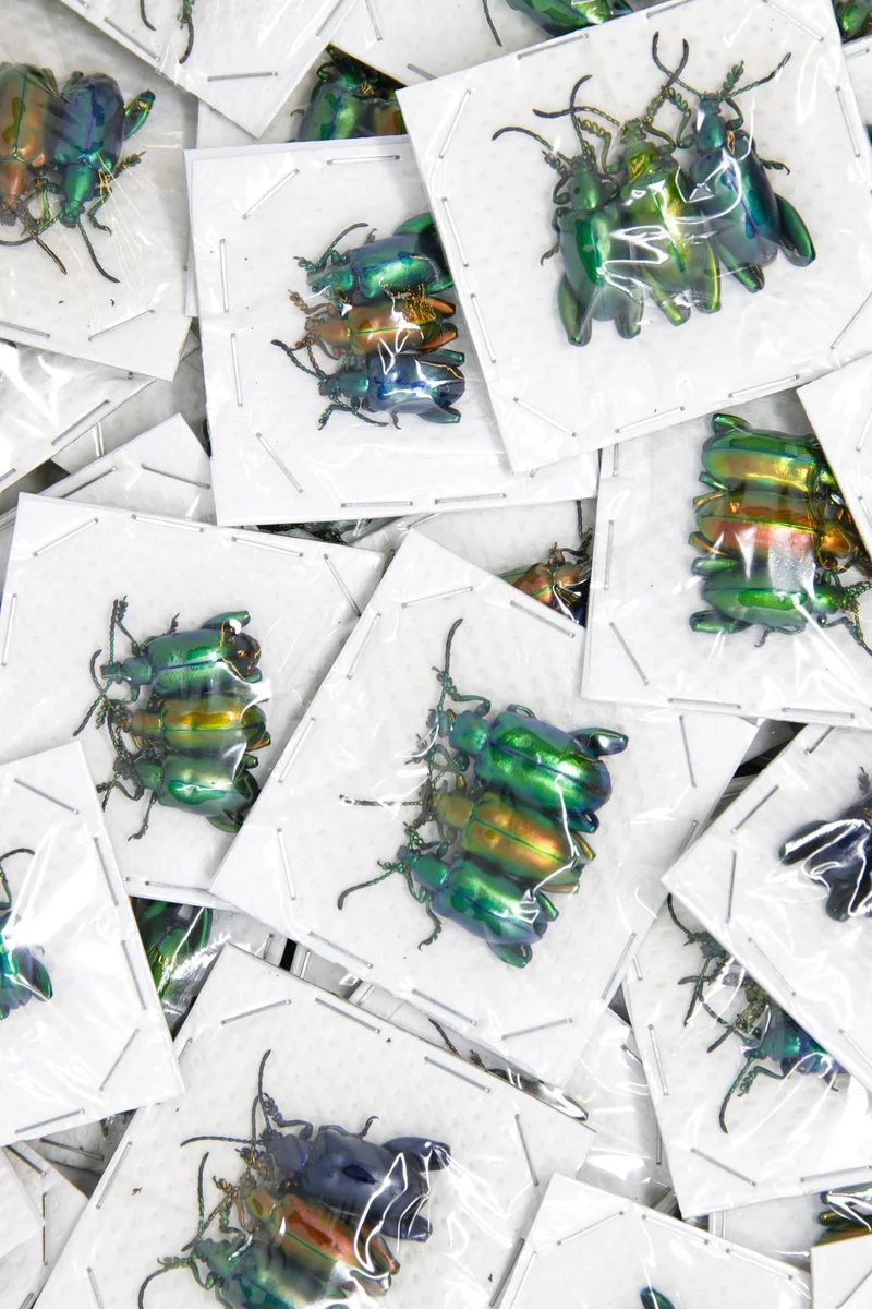 Sagra longicollis | Frog-leg Beetle | Wholesale Pack of 30 | A1 Unmounted Dry-Preserved Specimens