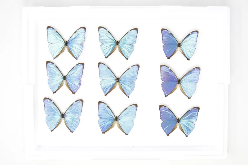 SECONDS (A-/A2) A Collection of Blue Morpho Butterflies, Pinned Spread Entomology Taxidermy Specimens