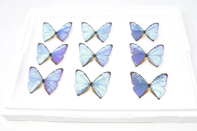 SECONDS (A-/A2) A Collection of Blue Morpho Butterflies, Pinned Spread Entomology Taxidermy Specimens