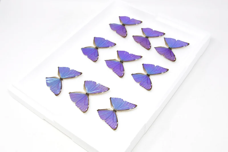 SECONDS (A-/A2) A Collection of Blue Morpho Butterflies, Pinned Spread Entomology Taxidermy Specimens