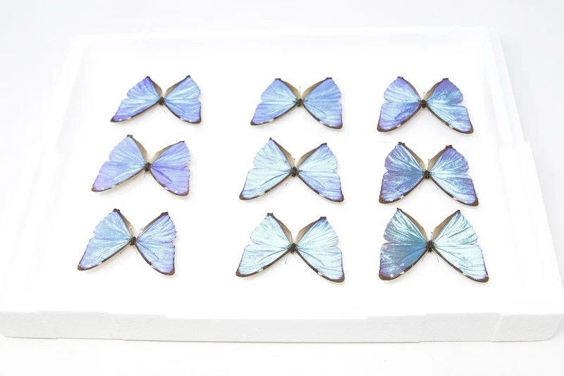 SECONDS (A-/A2) A Collection of Blue Morpho Butterflies, Pinned Spread Entomology Taxidermy Specimens