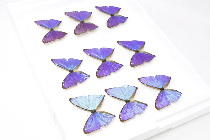 SECONDS (A-/A2) A Collection of Blue Morpho Butterflies, Pinned Spread Entomology Taxidermy Specimens
