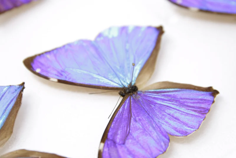 SECONDS (A-/A2) A Collection of Blue Morpho Butterflies, Pinned Spread Entomology Taxidermy Specimens