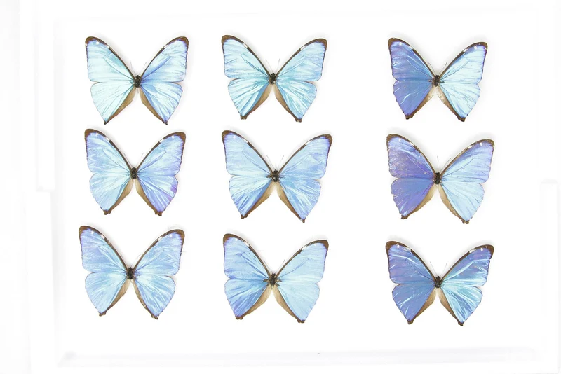 SECONDS (A-/A2) A Collection of Blue Morpho Butterflies, Pinned Spread Entomology Taxidermy Specimens