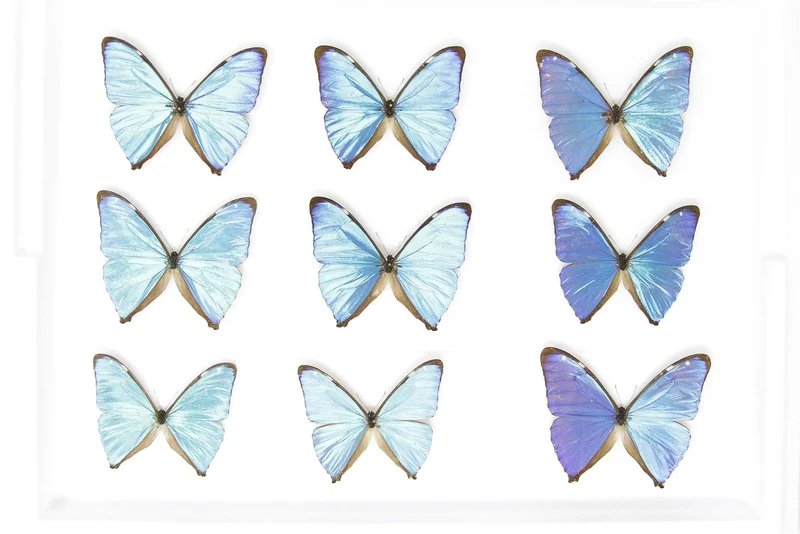 SECONDS (A-/A2) A Collection of Blue Morpho Butterflies, Pinned Spread Entomology Taxidermy Specimens