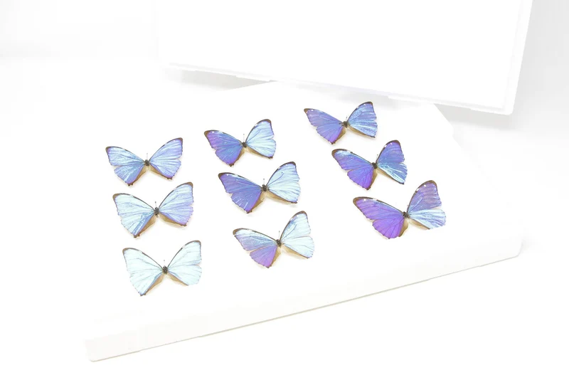 SECONDS (A-/A2) A Collection of Blue Morpho Butterflies, Pinned Spread Entomology Taxidermy Specimens