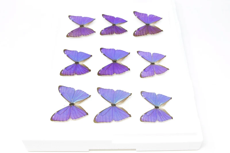 SECONDS (A-/A2) A Collection of Blue Morpho Butterflies, Pinned Spread Entomology Taxidermy Specimens