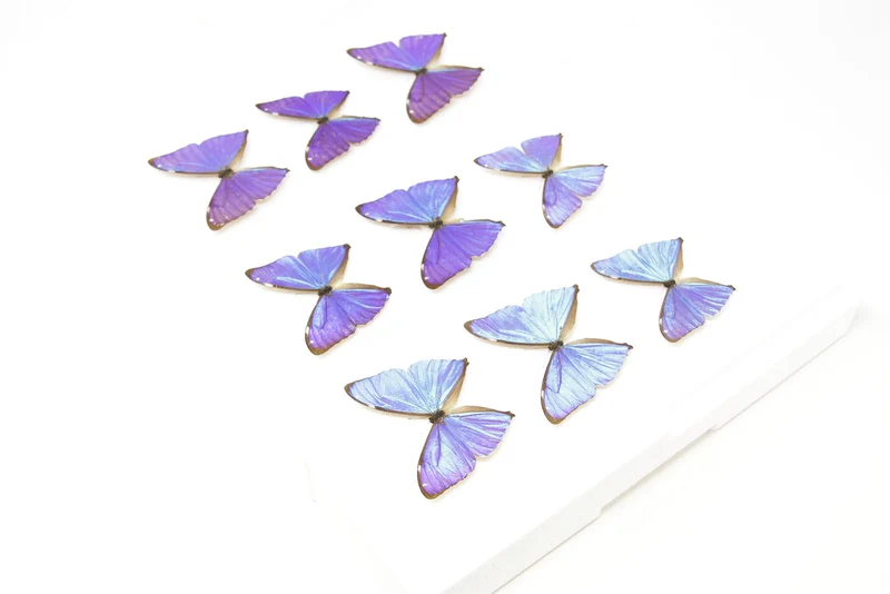 SECONDS (A-/A2) A Collection of Blue Morpho Butterflies, Pinned Spread Entomology Taxidermy Specimens