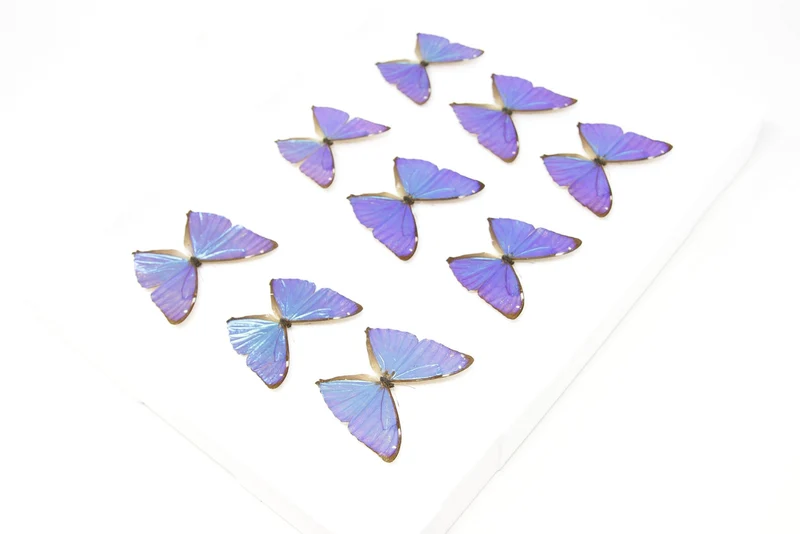 SECONDS (A-/A2) A Collection of Blue Morpho Butterflies, Pinned Spread Entomology Taxidermy Specimens