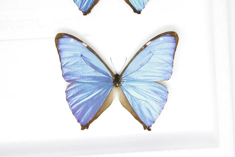 SECONDS (A-/A2) A Collection of Blue Morpho Butterflies, Pinned Spread Entomology Taxidermy Specimens