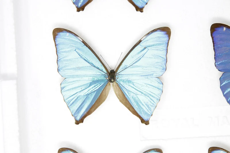 SECONDS (A-/A2) A Collection of Blue Morpho Butterflies, Pinned Spread Entomology Taxidermy Specimens