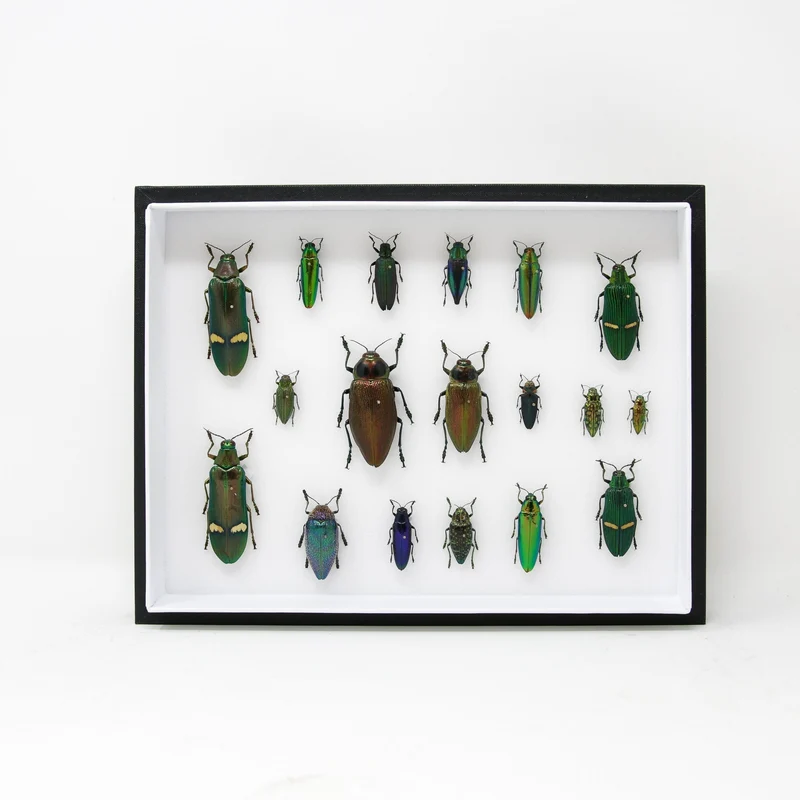 Very Fine Quality Pinned Insect Collection with Scientific Data | A1 Mounted Beetle Specimens in a Museum Entomology Box Frame | 12x9x2 inch