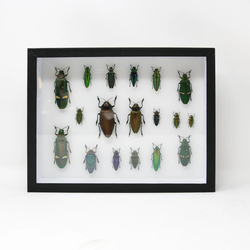 Very Fine Quality Pinned Insect Collection with Scientific Data | A1 Mounted Beetle Specimens in a Museum Entomology Box Frame | 12x9x2 inch