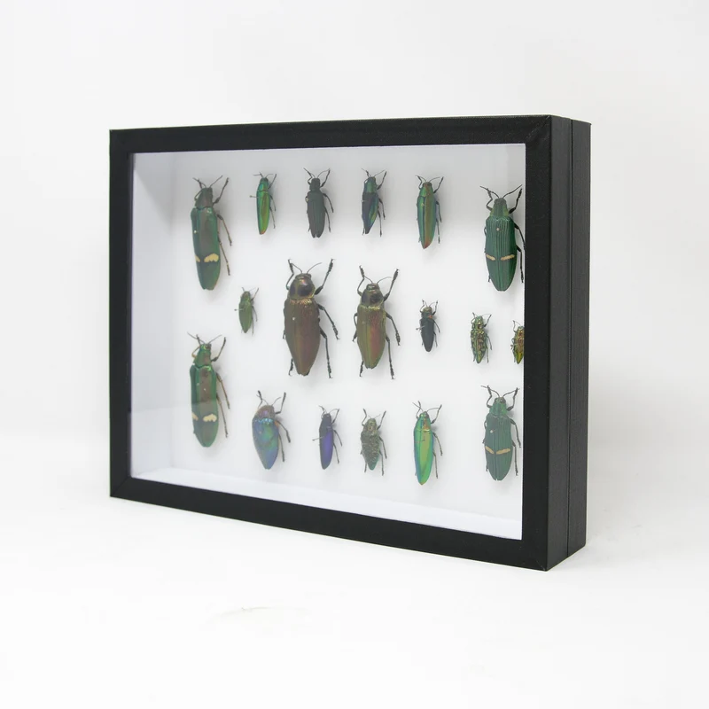 Very Fine Quality Pinned Insect Collection with Scientific Data | A1 Mounted Beetle Specimens in a Museum Entomology Box Frame | 12x9x2 inch