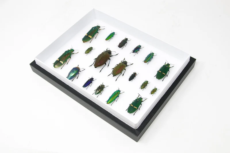 Very Fine Quality Pinned Insect Collection with Scientific Data | A1 Mounted Beetle Specimens in a Museum Entomology Box Frame | 12x9x2 inch