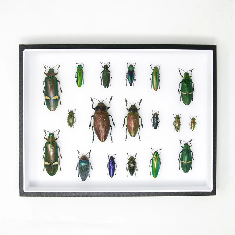 Very Fine Quality Pinned Insect Collection with Scientific Data | A1 Mounted Beetle Specimens in a Museum Entomology Box Frame | 12x9x2 inch