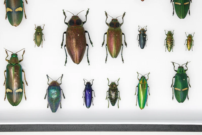 Very Fine Quality Pinned Insect Collection with Scientific Data | A1 Mounted Beetle Specimens in a Museum Entomology Box Frame | 12x9x2 inch