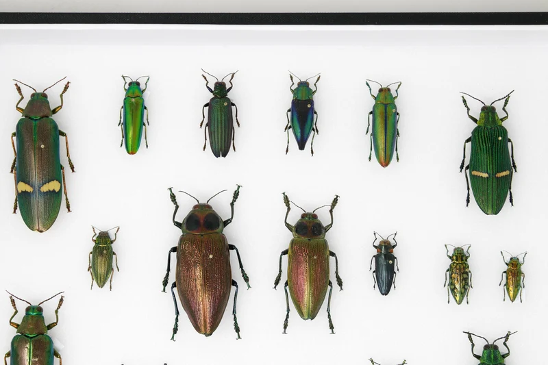Very Fine Quality Pinned Insect Collection with Scientific Data | A1 Mounted Beetle Specimens in a Museum Entomology Box Frame | 12x9x2 inch