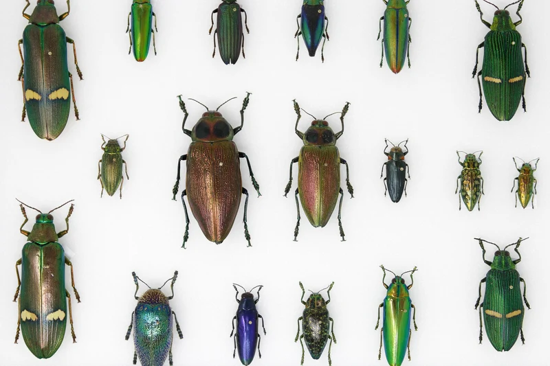Very Fine Quality Pinned Insect Collection with Scientific Data | A1 Mounted Beetle Specimens in a Museum Entomology Box Frame | 12x9x2 inch