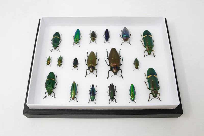Very Fine Quality Pinned Insect Collection with Scientific Data | A1 Mounted Beetle Specimens in a Museum Entomology Box Frame | 12x9x2 inch