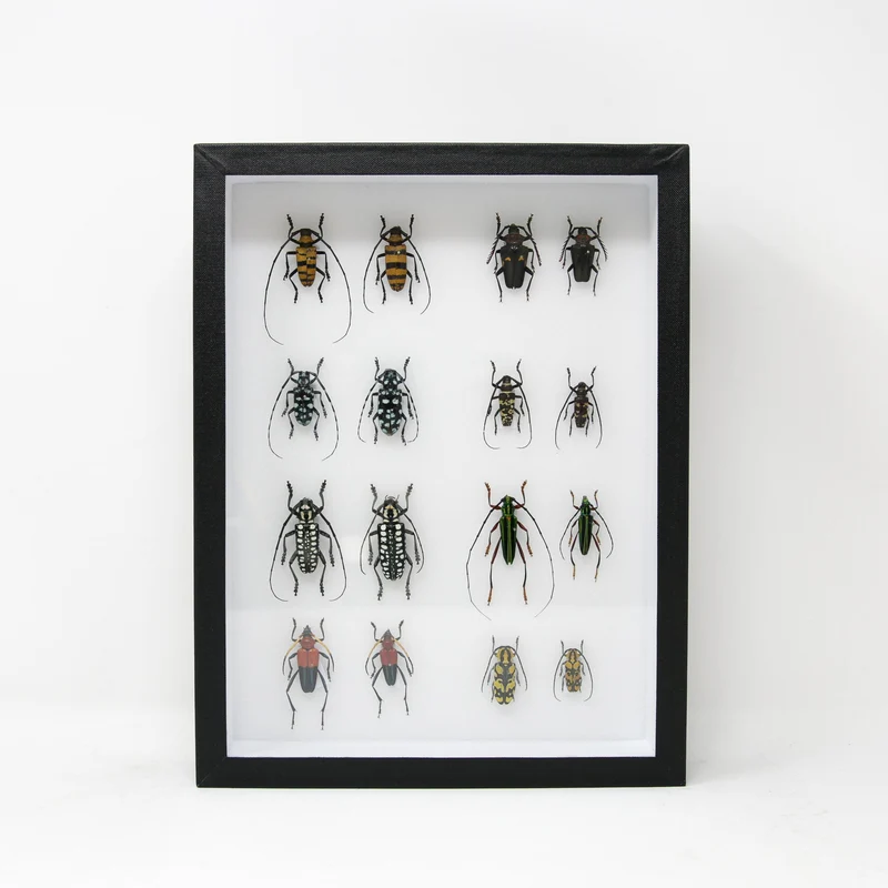 Very Fine Quality Pinned Insect Collection with Scientific Data | A1 Mounted Beetle Specimens in a Museum Entomology Box Frame | 12x9x2 inch