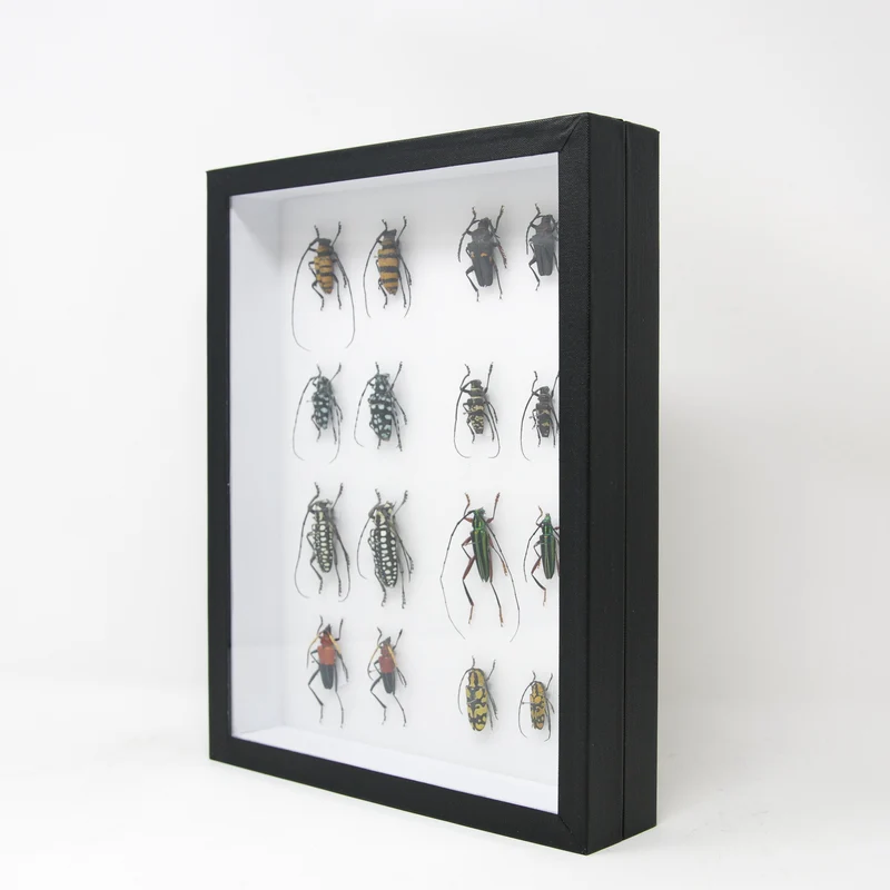 Very Fine Quality Pinned Insect Collection with Scientific Data | A1 Mounted Beetle Specimens in a Museum Entomology Box Frame | 12x9x2 inch