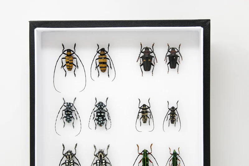 Very Fine Quality Pinned Insect Collection with Scientific Data | A1 Mounted Beetle Specimens in a Museum Entomology Box Frame | 12x9x2 inch