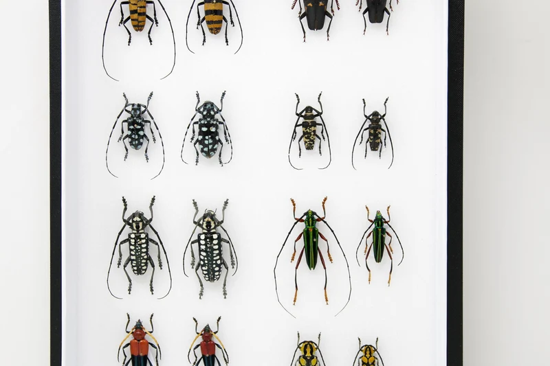 Very Fine Quality Pinned Insect Collection with Scientific Data | A1 Mounted Beetle Specimens in a Museum Entomology Box Frame | 12x9x2 inch