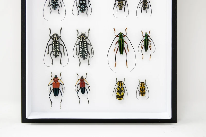Very Fine Quality Pinned Insect Collection with Scientific Data | A1 Mounted Beetle Specimens in a Museum Entomology Box Frame | 12x9x2 inch
