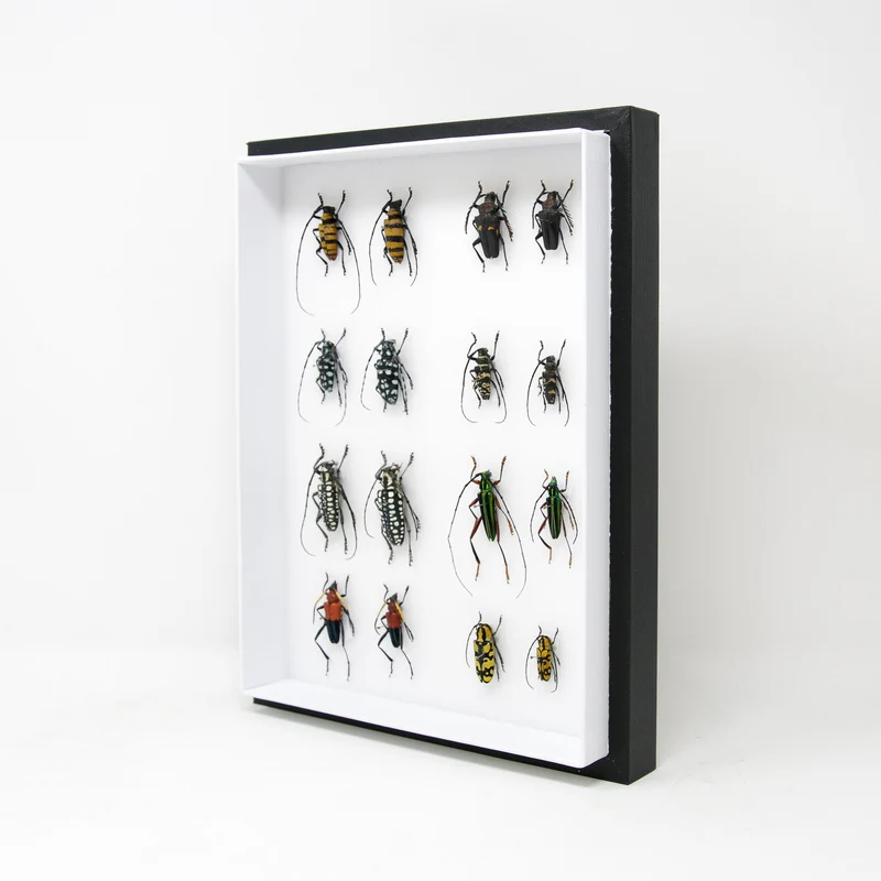 Very Fine Quality Pinned Insect Collection with Scientific Data | A1 Mounted Beetle Specimens in a Museum Entomology Box Frame | 12x9x2 inch