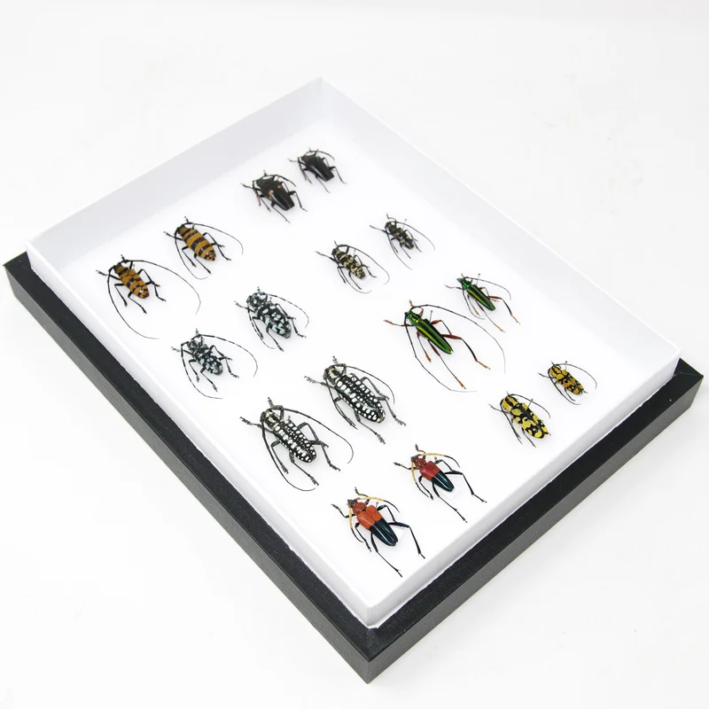 Very Fine Quality Pinned Insect Collection with Scientific Data | A1 Mounted Beetle Specimens in a Museum Entomology Box Frame | 12x9x2 inch