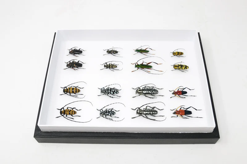 Very Fine Quality Pinned Insect Collection with Scientific Data | A1 Mounted Beetle Specimens in a Museum Entomology Box Frame | 12x9x2 inch