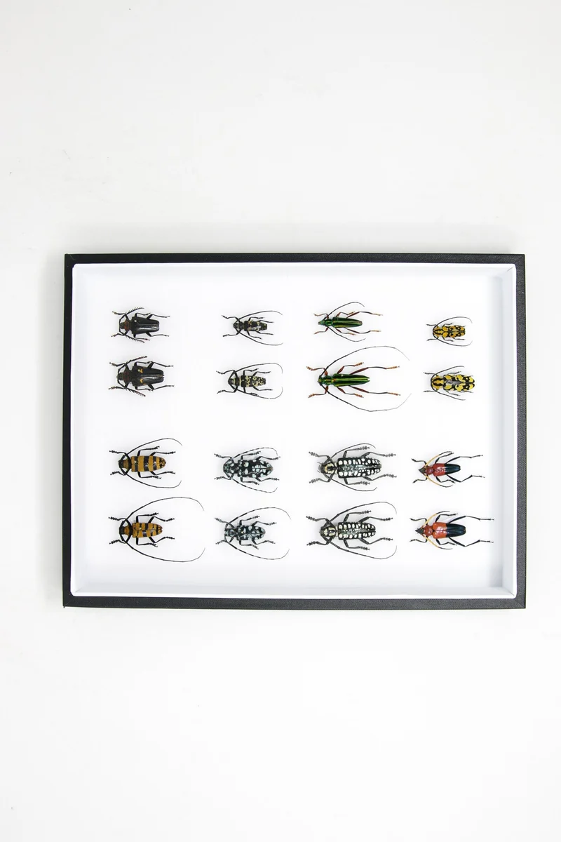 Very Fine Quality Pinned Insect Collection with Scientific Data | A1 Mounted Beetle Specimens in a Museum Entomology Box Frame | 12x9x2 inch