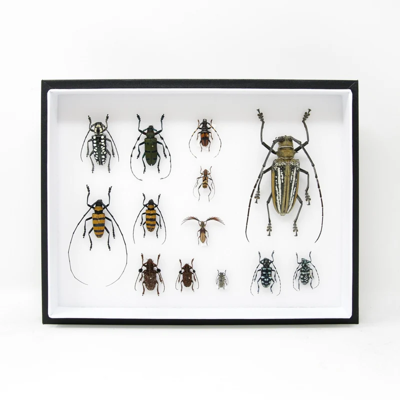 Very Fine Quality Pinned Insect Collection with Scientific Data | A1 Mounted Beetle Specimens in a Museum Entomology Box Frame | 12x9x2 inch