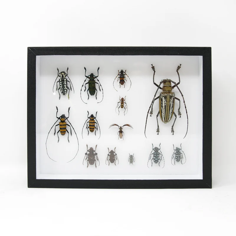 Very Fine Quality Pinned Insect Collection with Scientific Data | A1 Mounted Beetle Specimens in a Museum Entomology Box Frame | 12x9x2 inch