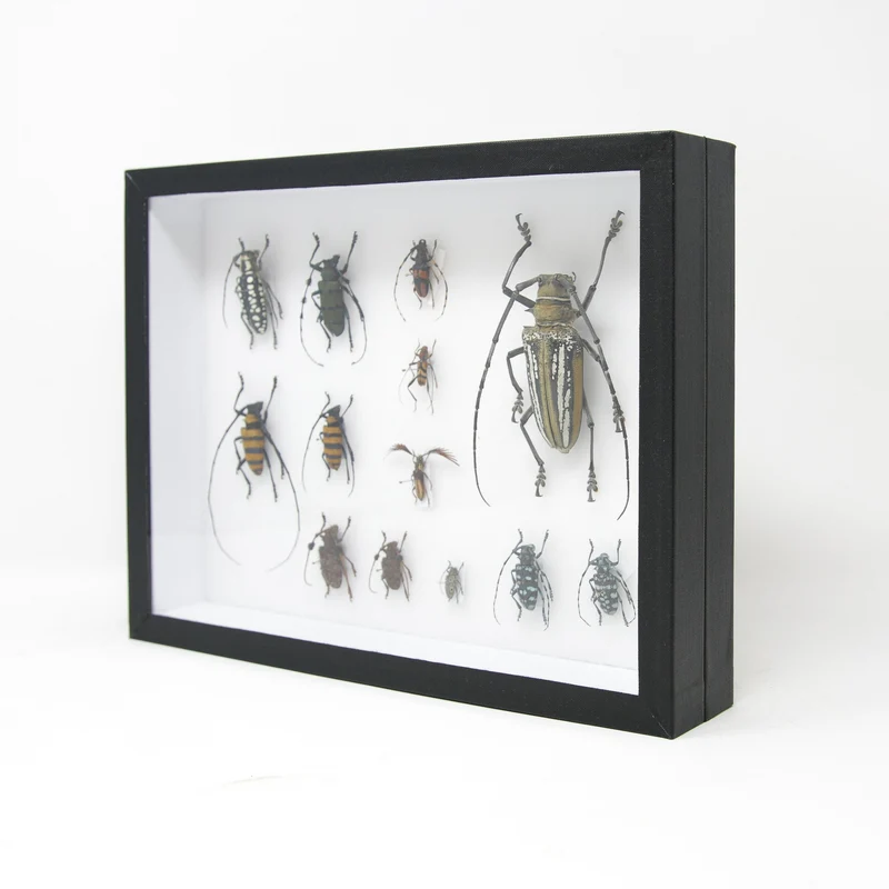Very Fine Quality Pinned Insect Collection with Scientific Data | A1 Mounted Beetle Specimens in a Museum Entomology Box Frame | 12x9x2 inch