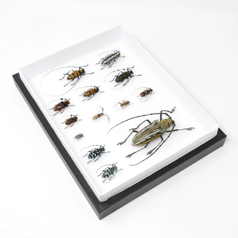 Very Fine Quality Pinned Insect Collection with Scientific Data | A1 Mounted Beetle Specimens in a Museum Entomology Box Frame | 12x9x2 inch